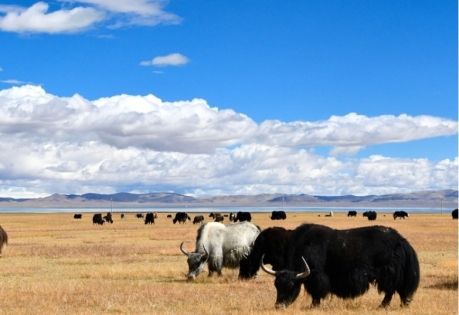 西藏9月天氣旅遊攻略｜ 氣候特點與出行準備全指南