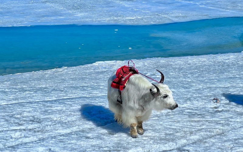 South Xinjiang Group Tour and Taklamakan Desert Adventure