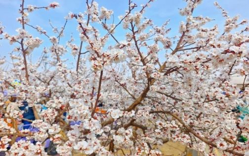 新疆第一春·托克逊🌸_5_阿巨_来自小红书网页版