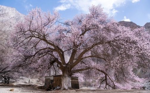 Pamir Apricot Blossom Guide|Top Spots in Tashkurgan, Tal Township & Datong Township