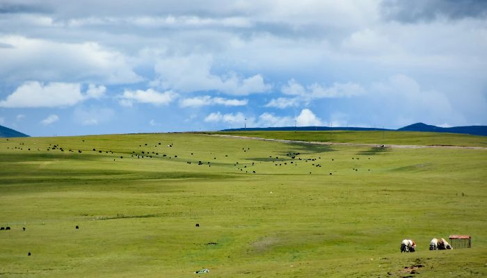 Northern Tibetan Grasslands