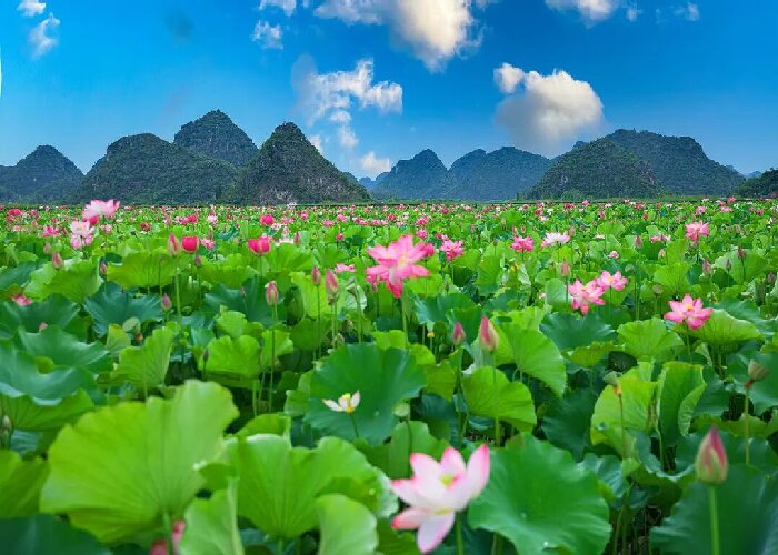 Lotus Flowers in Puzhehei