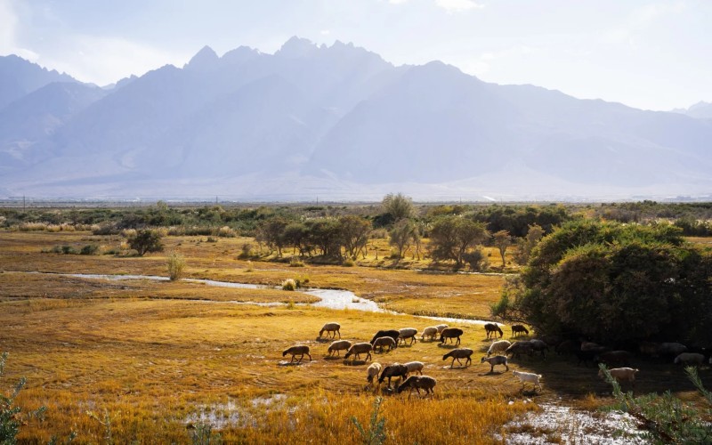 6-DAY Pamir Apricot Blossom Journey | Kashgar to Tashkurgan Spring Bloom Tour