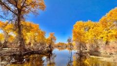 Southern Xinjiang Populus Euphratica Guide: When to Go, Where & How