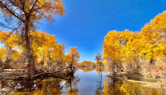 Populus Euphratica Forest