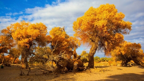 Poplars in Autumn
