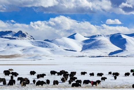 Complete Guide to Tibet’s Weather in December | Winter Snowy Plateau Travel Climate Guide