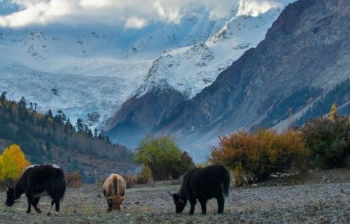 Exploring Midui Glacier’s Altitude: An Accessible Snowy Wonder in the Secret Land of Eastern Tibet