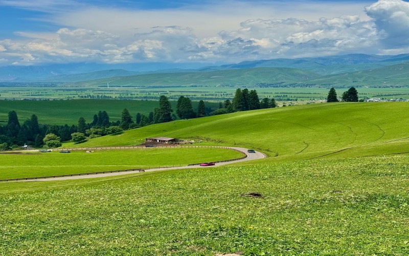 Limited edition: Xinjiang Apricot Blossom 10 days