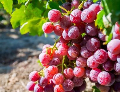 Grapes from Xinjiang