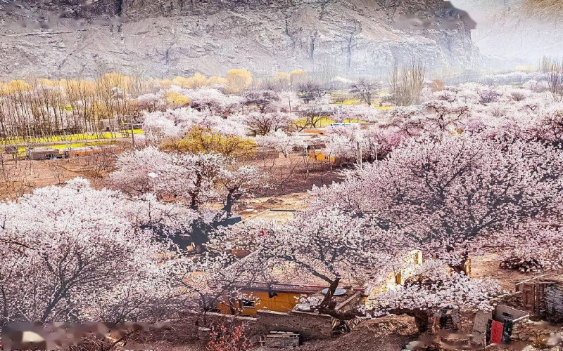 6-DAY Pamir Apricot Blossom Journey | Kashgar to Tashkurgan Spring Bloom Tour