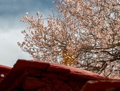 Peach Blossom Ancient Temple at the Back Mountain of Sera Monastery
