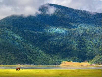 Napahai Nature Reserve: An Ecological Secret Realm and Cultural Scroll on the Northwestern Yunnan Plateau