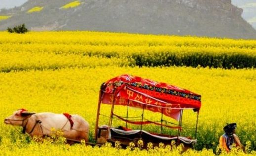 Rapeseed Flower Fields