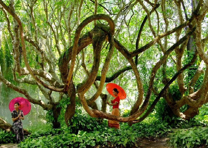 Xishuangbanna Tropical Botanical Garden, Chinese Academy of Sciences