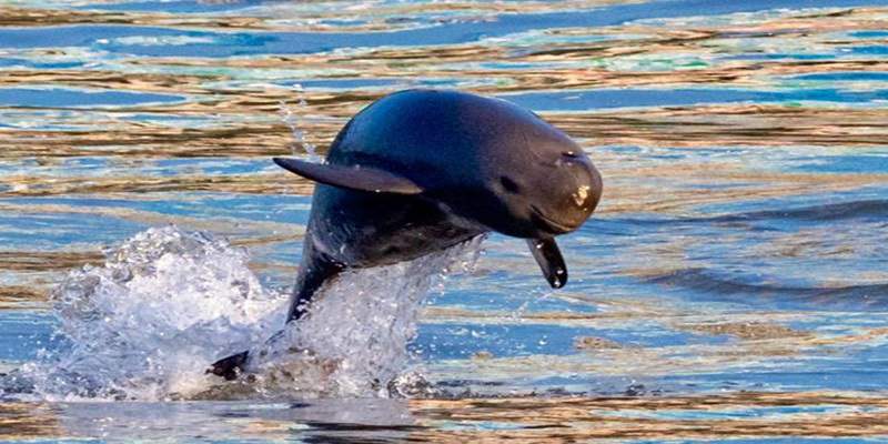 The Chinese Yangtze River Dolphin