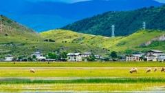 Napahai Nature Reserve: An Ecological Secret Realm and Cultural Scroll on the Northwestern Yunnan Plateau