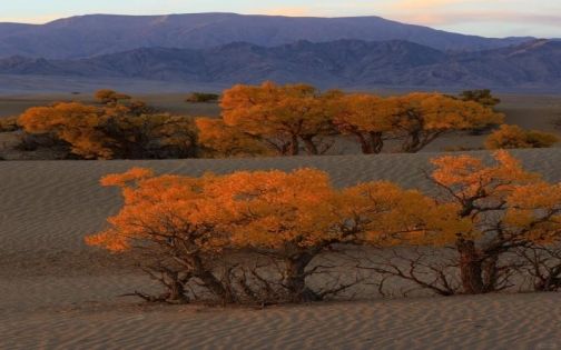 Autumn Guide to Luntai Populus Euphratica Forest (2026)