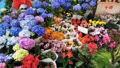 Kunming Winter Temperature: Unveiling the "Spring City"'s Mild Winter Secret