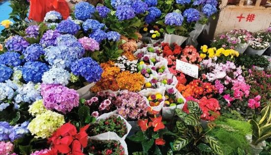 Kunming Winter Temperature: Unveiling the "Spring City"'s Mild Winter Secret