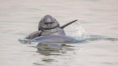 Chinese Yangtze River Dolphin Watching Guide: Meet the Smile Angel