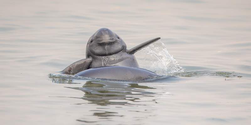 The Chinese Yangtze River Dolphin