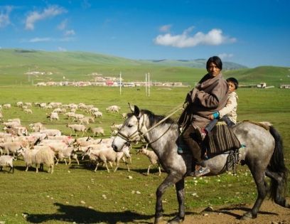Hongyuan Grassland: A Green Poem and Spiritual Haven on the Northern Sichuan Plateau