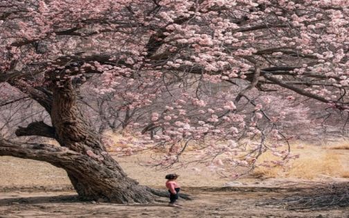 Pamir Apricot Blossom Guide|Top Spots in Tashkurgan, Tal Township & Datong Township