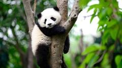 Top 10 Things to Do in Chengdu: Panda Base, Dujiangyan, Qingcheng Mountain & More