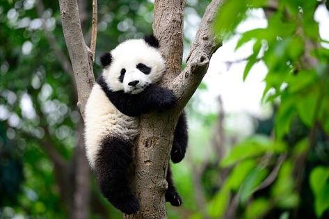 Top 10 Things to Do in Chengdu: Panda Base, Dujiangyan, Qingcheng Mountain & More