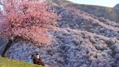 6-DAY Pamir Apricot Blossom Journey | Kashgar to Tashkurgan Spring Bloom Tour