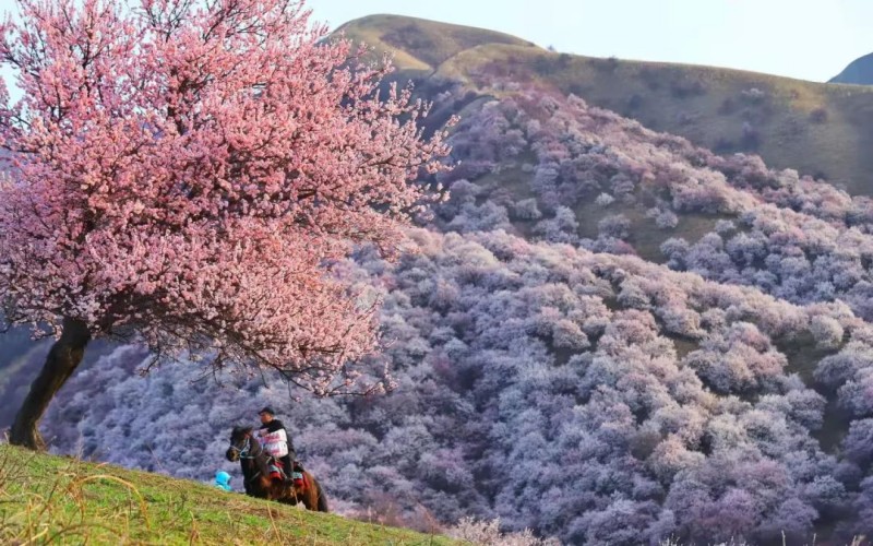 6-DAY Pamir Apricot Blossom Journey | Kashgar to Tashkurgan Spring Bloom Tour