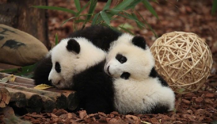 Giant Panda Cubs Playing in the Activity Area