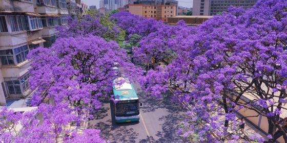 Flower Sea in Kunming City