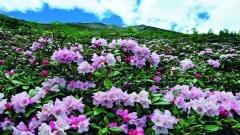 A Complete Guide to Yunnan's Four-Season Weather: Essential Climate Tips for Travelers