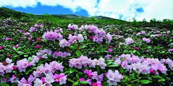 Shangri-La Rhododendrons