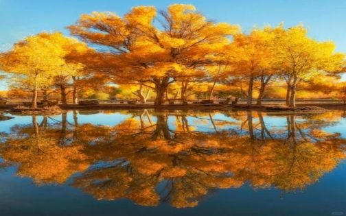 Autumn Guide to Luntai Populus Euphratica Forest (2026)