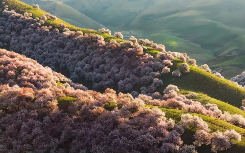 6-DAY Pamir Apricot Blossom Journey | Kashgar to Tashkurgan Spring Bloom Tour