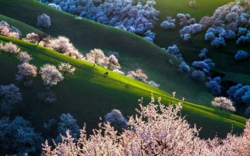 The Most Practical Travel Guide to Nalati Apricot Blossom Valley (Formerly Tuergen Apricot Valley)