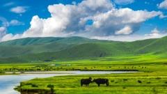 Hongyuan Grassland: A Green Poem and Spiritual Haven on the Northern Sichuan Plateau