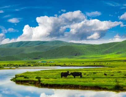 Hongyuan Grassland: A Green Poem and Spiritual Haven on the Northern Sichuan Plateau