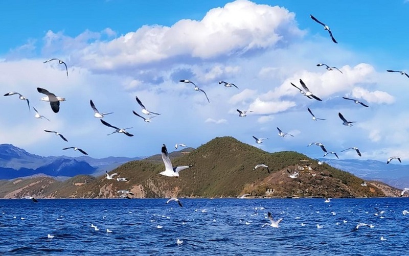 Seagulls of Lugu Lake