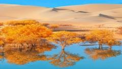 Autumn Guide to Luntai Populus Euphratica Forest (2026)