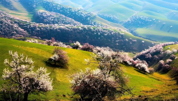 Spring Apricot Blossom Valley in Ili, Xinjiang