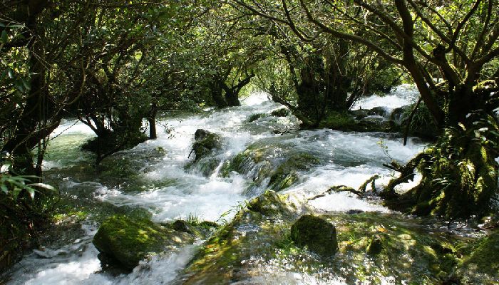 Water Forest in Libo Xiaoqikong