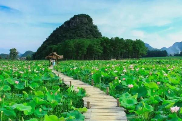 Lotus Flowers in Puzhehei