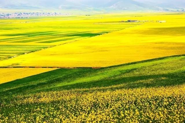 Rapeseed fields near Qinghai Lake