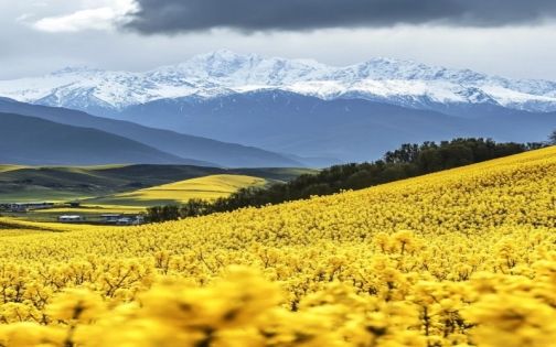 门源油菜花海
