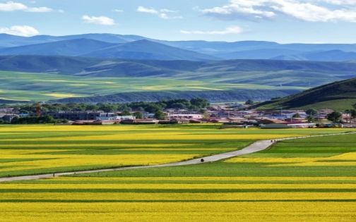 Menyuan Rapeseed Flowers: A Golden Plateau Dream That Blooms Only in July