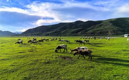 Sangke Grassland Travel Guide: The Most Free-Spirited Grassland in Gannan